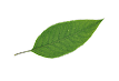 Leaf PNG